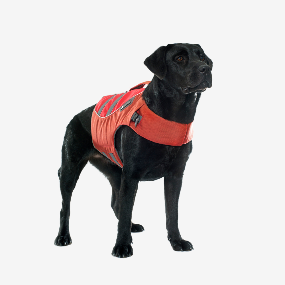 Classic Dog T-shirt - Image 3