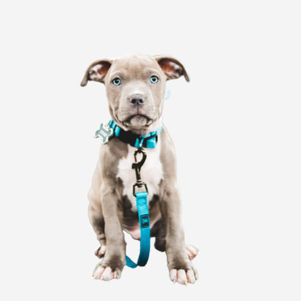 Dog Leashes Blue